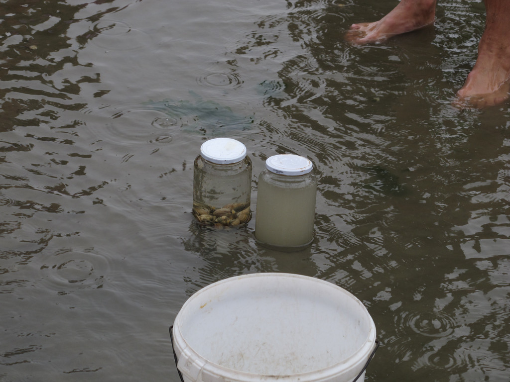 Die Herzmuscheln haben in kurzer Zeit das Wasser gereinigt