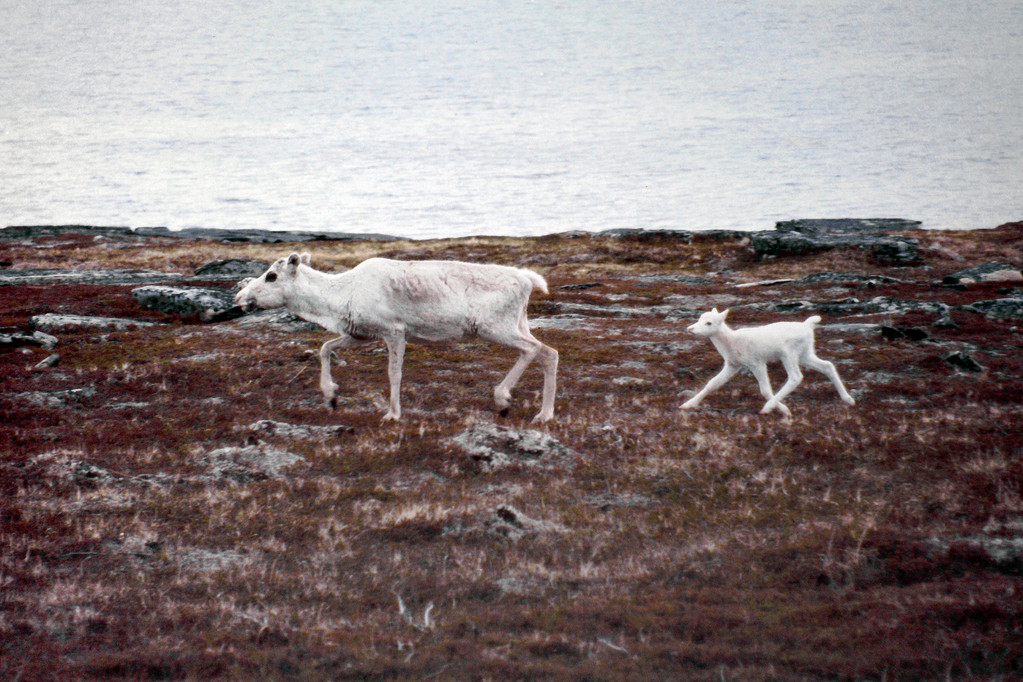 Nordnorwegen