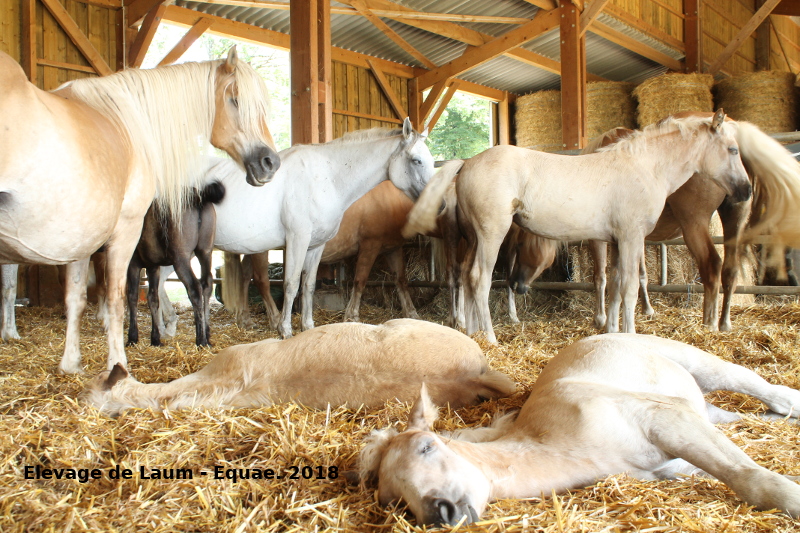 Le lait de jument, comment estil produit sur l'exploitation? EQUAE, lait de jument