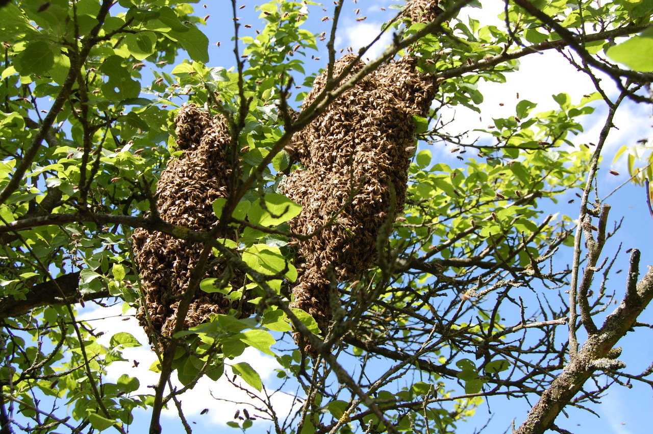Bienenschwarm Imkerei J Nohren 25524 Oelixdorf Kalbsberg 34