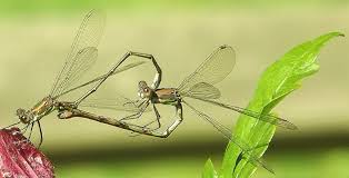 libellules coeur nature couple