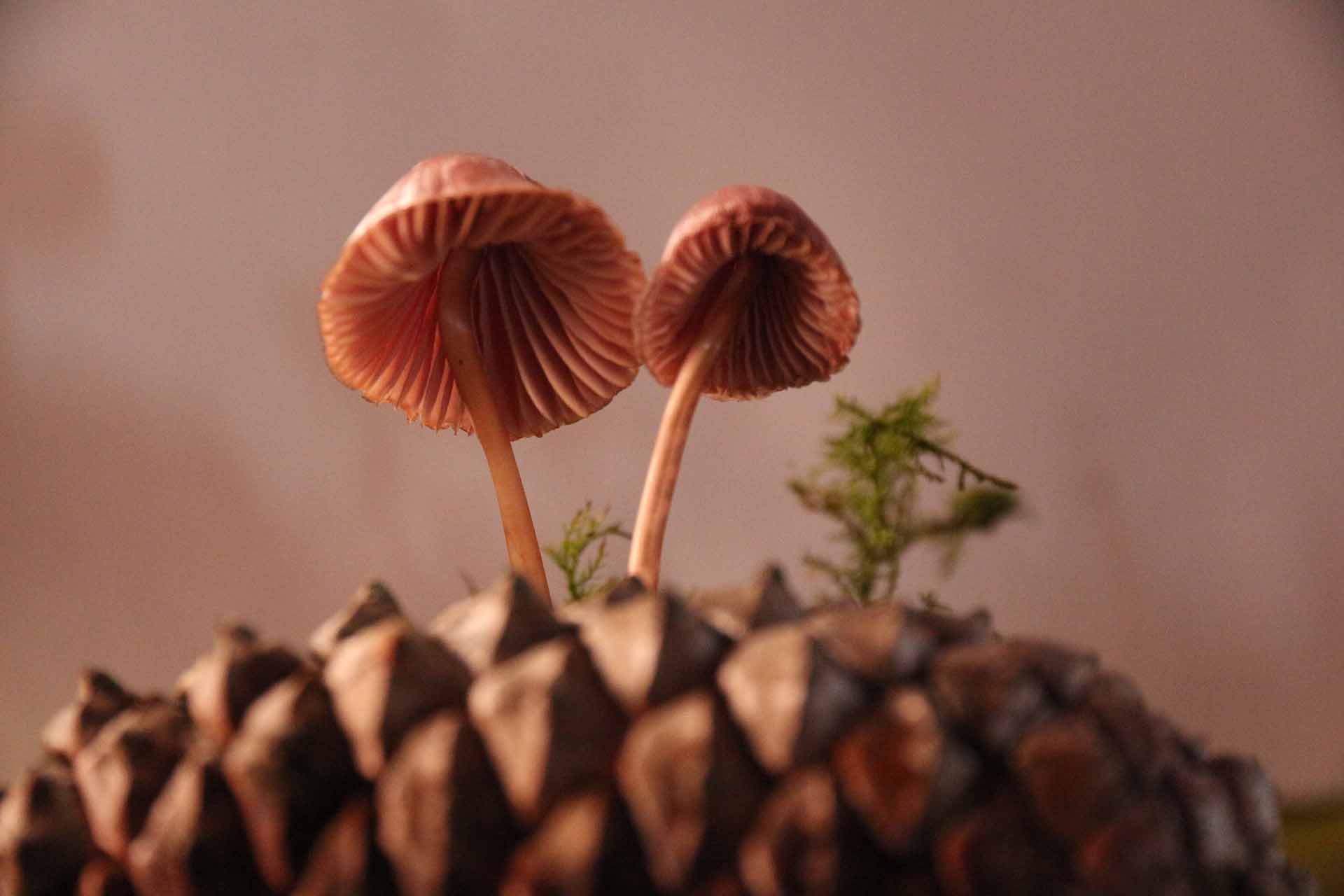 Mycena seynesii mycophilesdesmauves jimdo page!