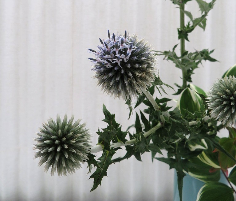 球状の個性的な花姿と美しい瑠璃色が魅力、瑠璃玉薊（ルリタマアザミ）
