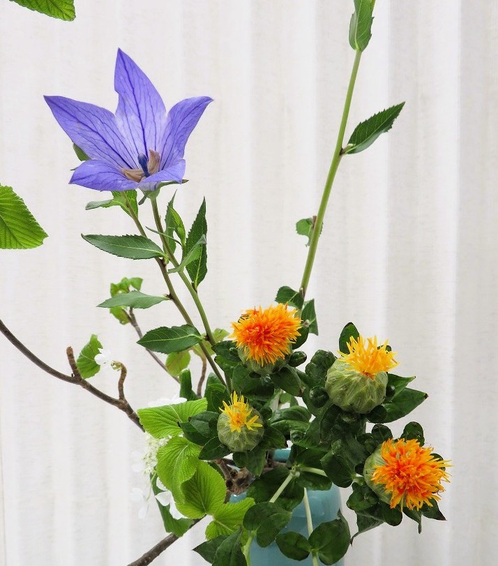 ひっそりと咲きながらも強く生きる花