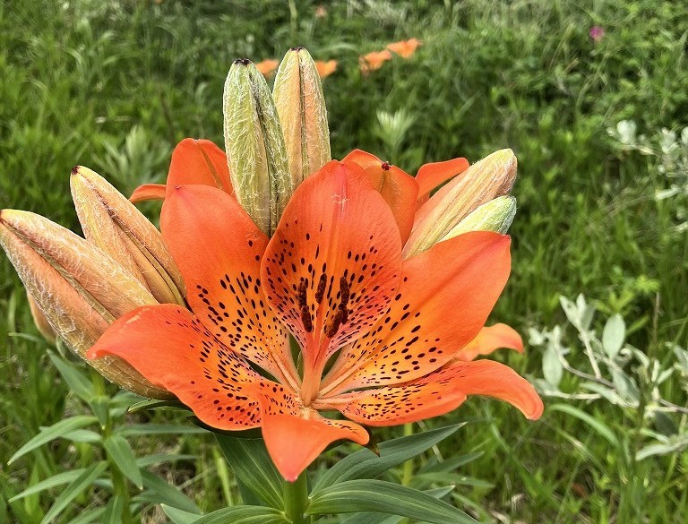 今この時期だからこそ出会える花々