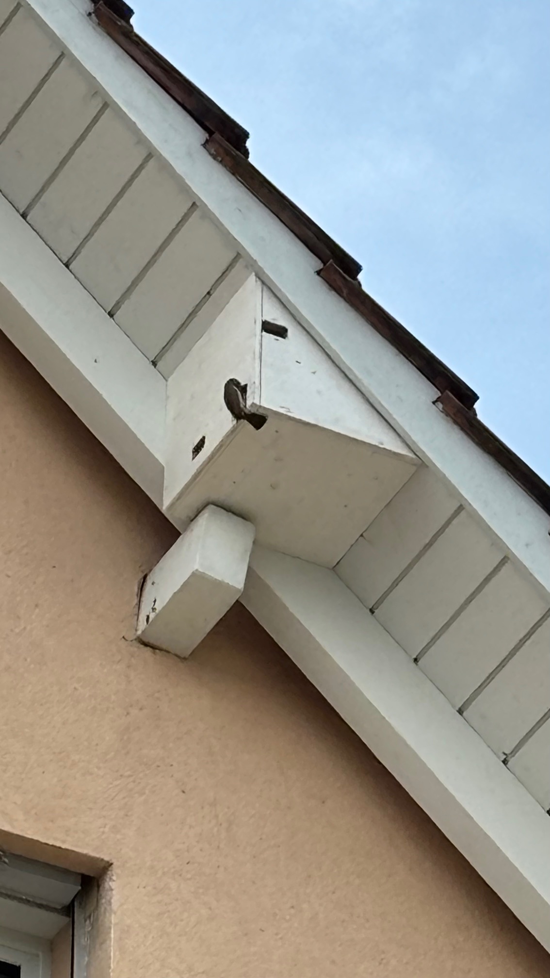 Unsere Segler Hotel wurde von Spatzen besetzt.