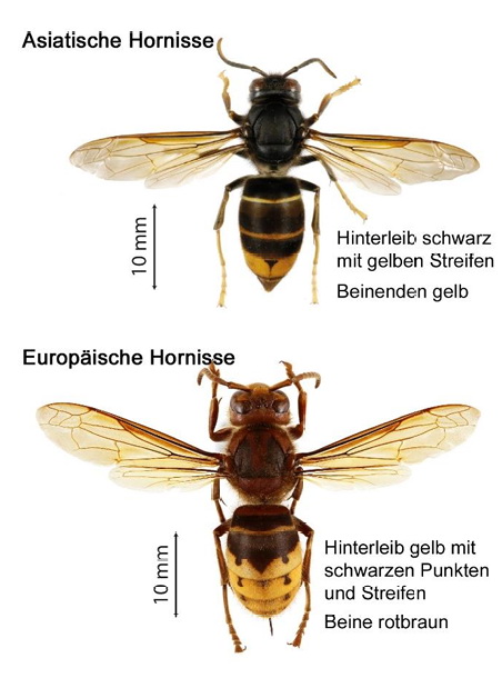 Asiatische Hornisse erkennen