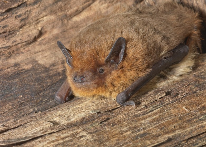 Rauhautfledermaus