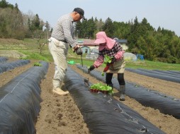 畑への定植作業