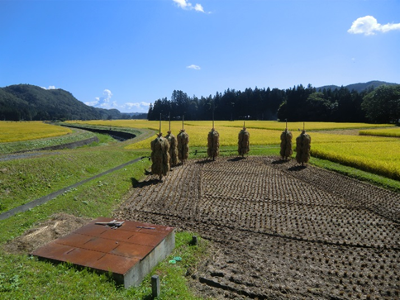 晴天に恵まれ絶好の旅行日和。田んぼは既に一部稲刈りが始まっていました。悠久の時を経ても変わらない風景がここにあります。