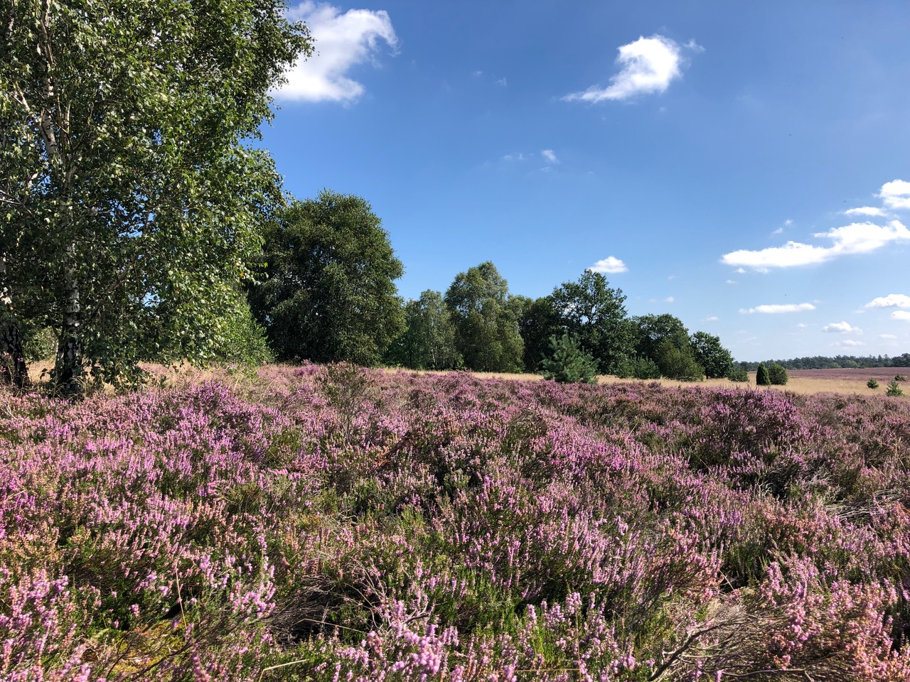 Lüneburger Heide 2023: Ein Blütentraum wie selten
