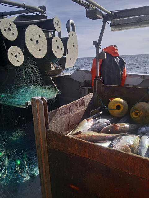 Dänisches Hirtshals testet Bio-Fischnetze gegen Mikroplastik in der Nordsee