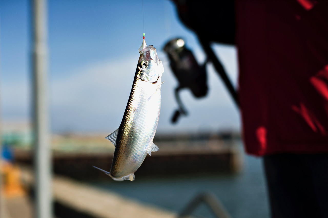 Dänischer Fischereiort Hvide Sande lädt zur „Weltmeisterschaft“ im Heringsangeln 2024