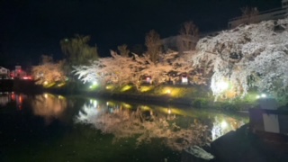 🌸桜