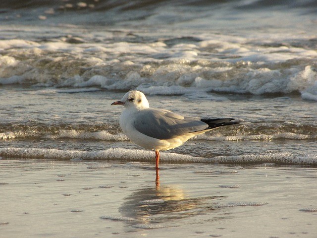 Ostsee, Urlaub, Usedom, Strand, See