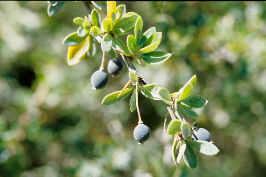 Calafate Beeren