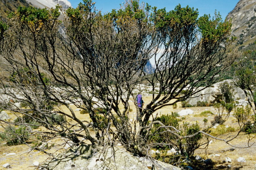 Quebrada Cojup (Cordillera Blanca)