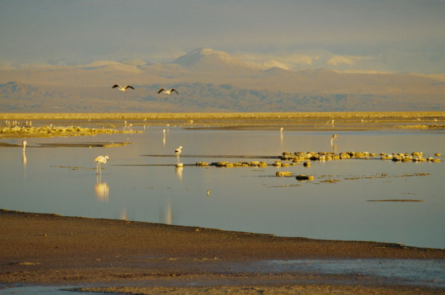 An der Laguna Chaxa