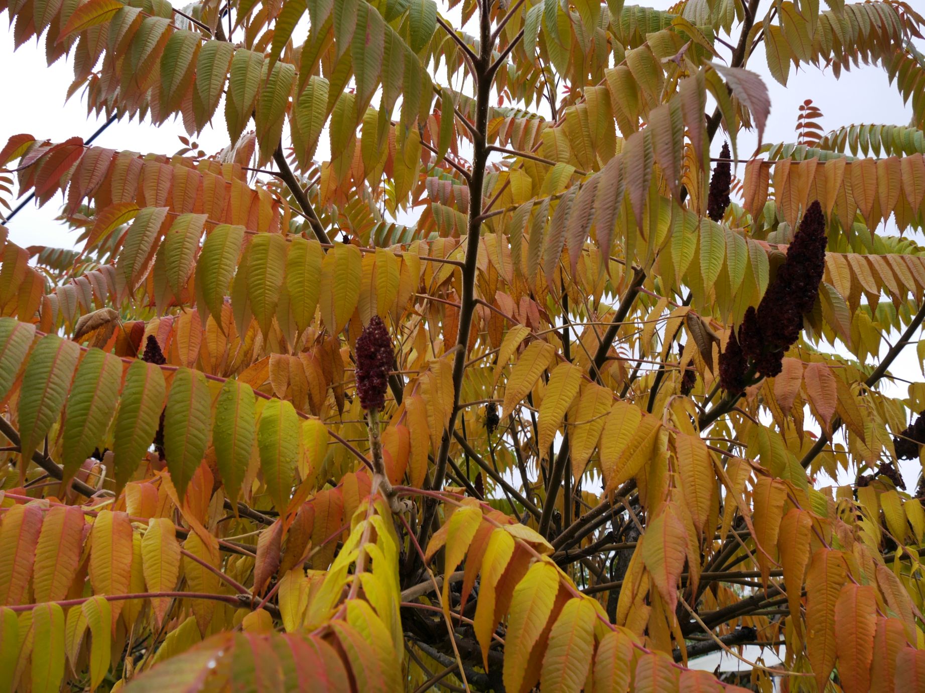 Es wird herbstlich bunt!