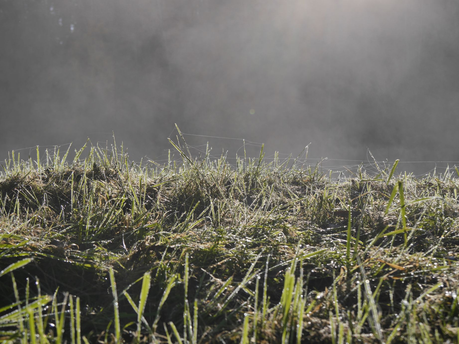 Morgennebel an der Elster