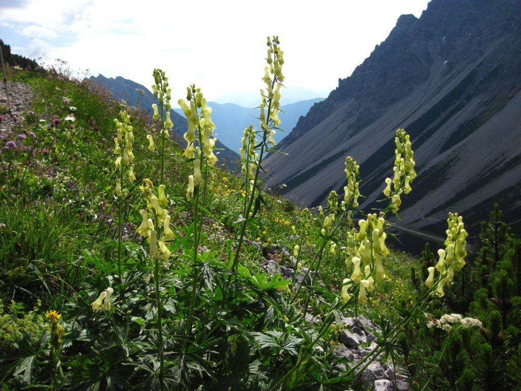 Tour zum Falschen Kogel 2388 m in den Lechtaler Alpen