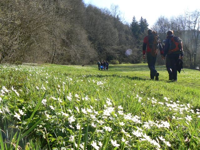 Unser Steinicht - ein Kleinod im Frühling!