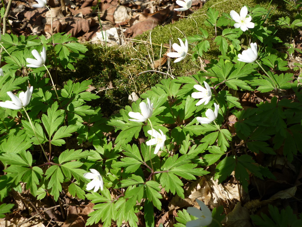 Es wird langsam Frühling!