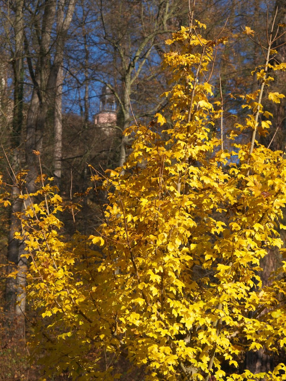 Blick auf Schloss Wolkenburg