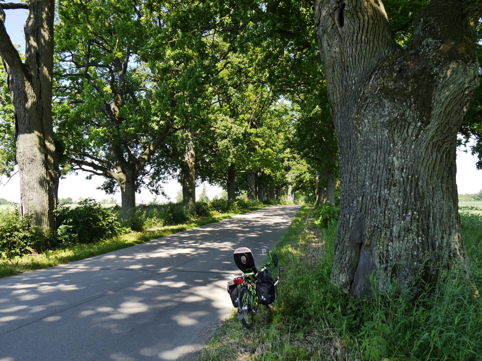 Eichenallee bei Steinort (Stynort)