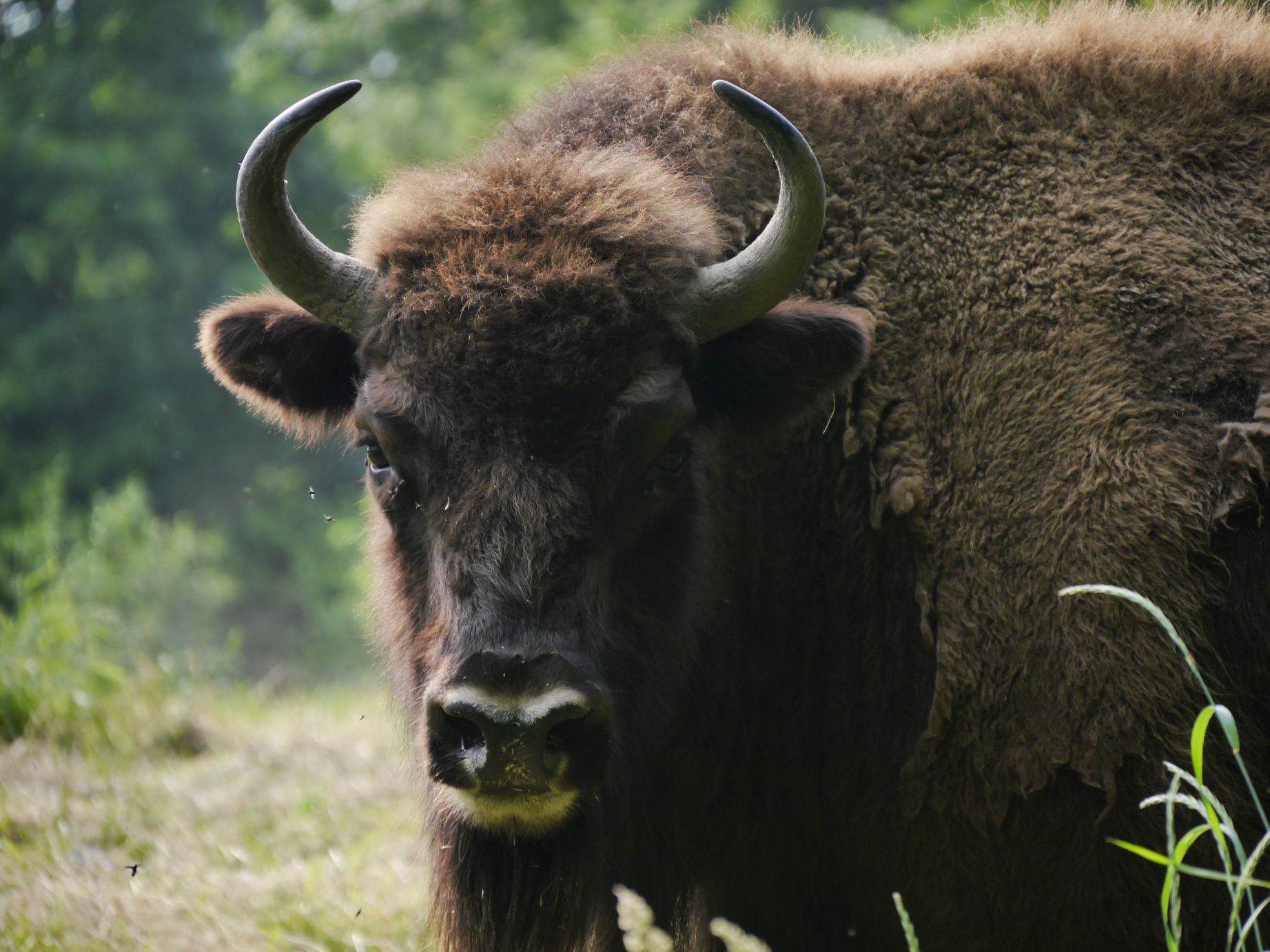 Im Borkener Forst (Puszcza Borecka) leben ca. 70 bis 90 Wisente in Freiheit