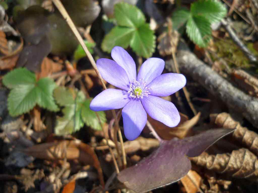 das Leberblümchen