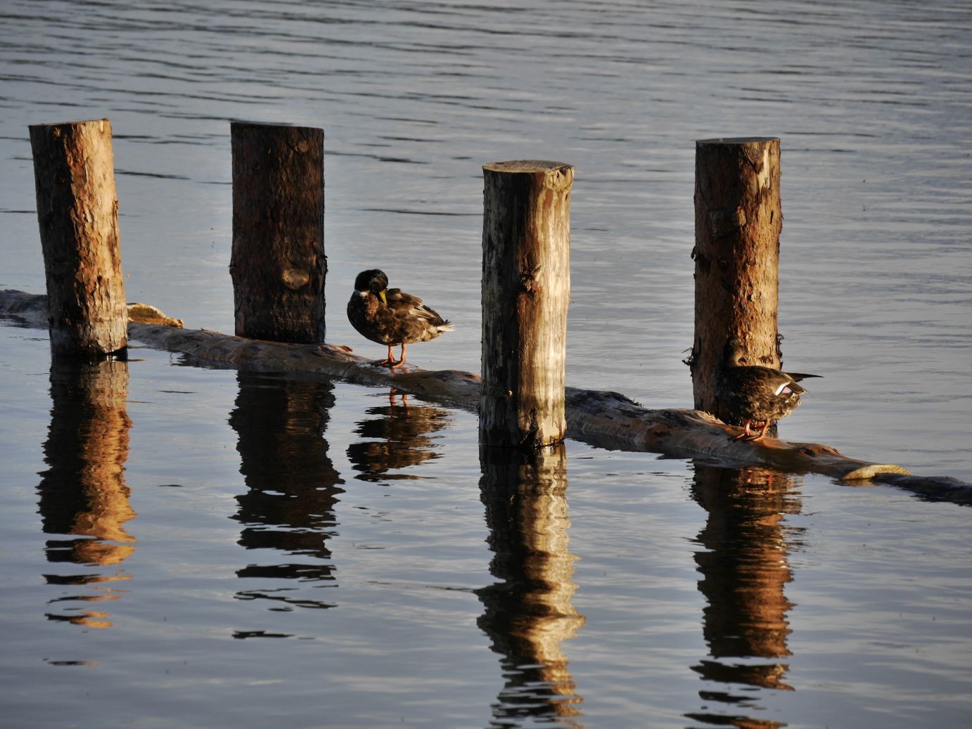 am Jabelschen See