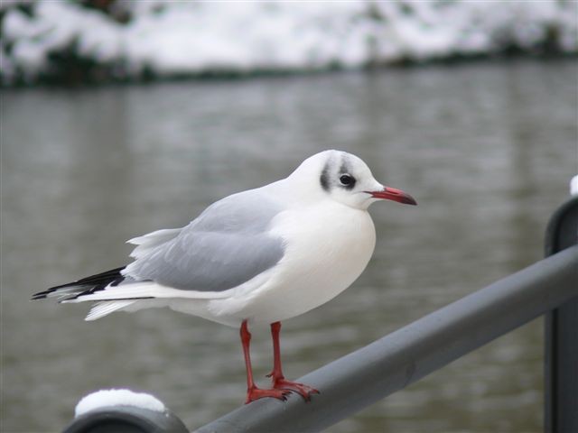 vorweihnachtlicher Spaziergang in Bamberg