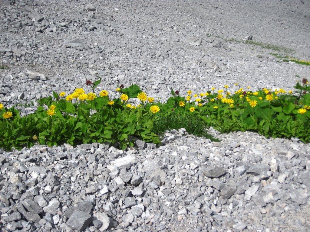 Tour zum Falschen Kogel 2388 m in den Lechtaler Alpen