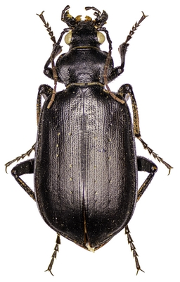 Calosoma (Campalita) maderae Fabricius, 1775 Site de insectedumaroc