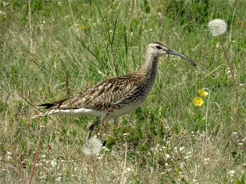 Die Ostfriesischen Seemarschen sind ein wichtiges Rastgebiet für den Regenbrachvogel, © NABU-Fotolub, Olaf Rambow