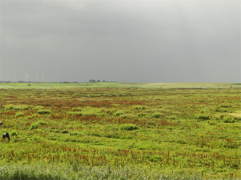 Naturschutzgebiet Leyhörn, © Michael Steven