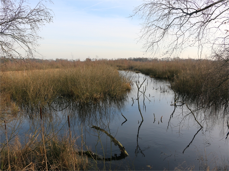 FFH-Gebiet "Ochsenweide, Schafhauser Wald und Feuchtwiesen bei Esens", © Michael Steven