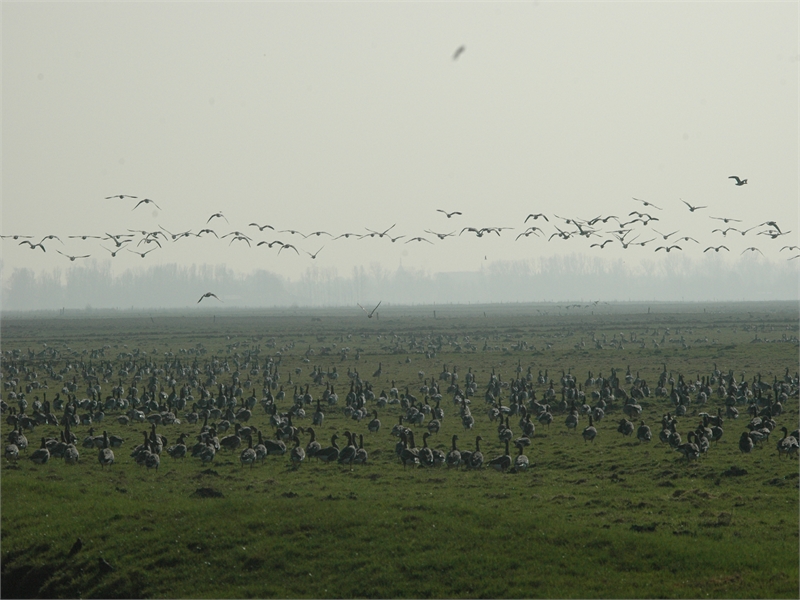 Arktische Wildgänse rasten in großer Zahl im Vogelschutzgebiet. © M. Steven