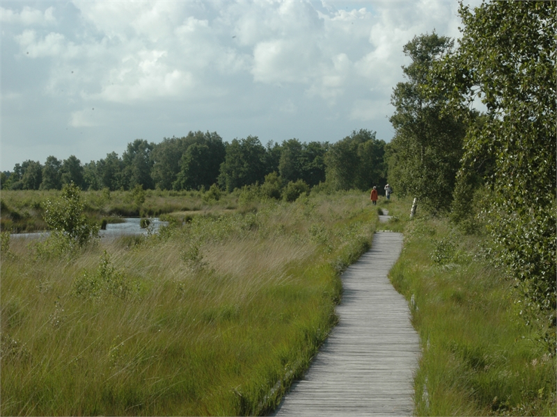 Am Bohlenweg am Ewigen Meer lassen sich regelmäßig Kreuzottern beobachten. © M. Steven