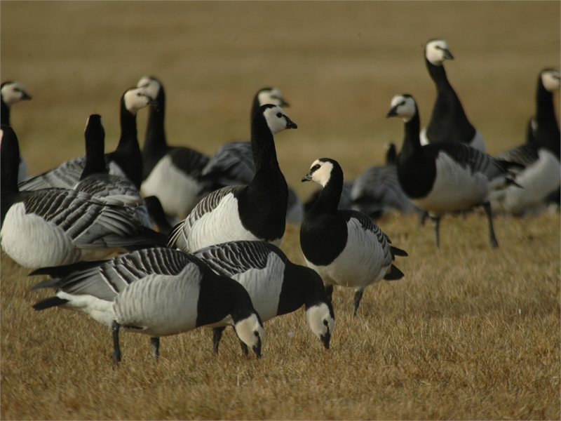 Nonnengänse stelen die häufigste Gänseart in den Ostfriesischen Seemarschen dar, © M. Steven