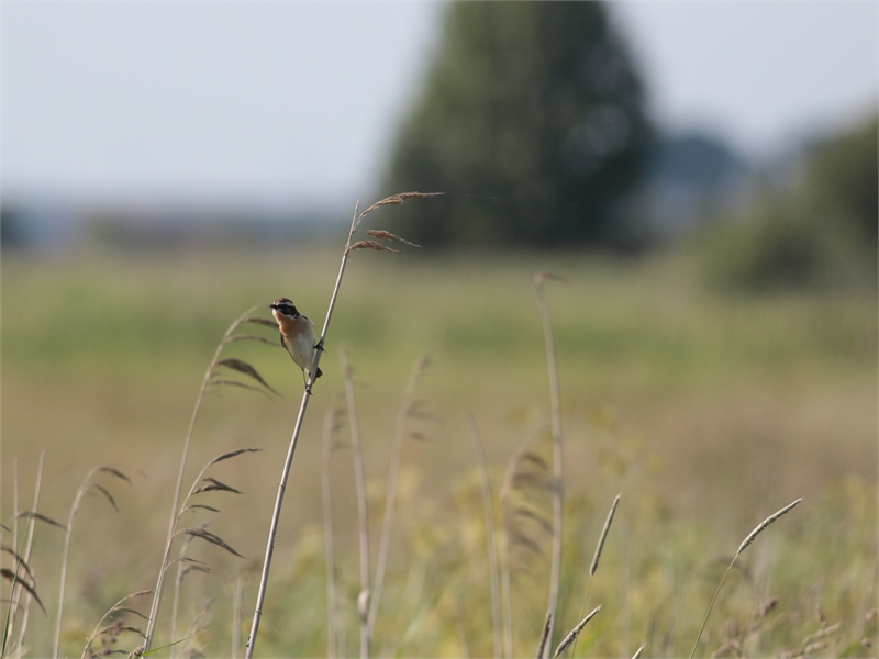 Braunkehlchen, © Michael Steven