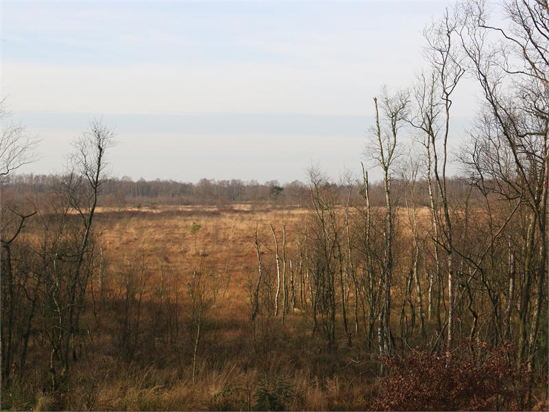 FFH-Gebiet "Ochsenweide, Schafhauser Wald und Feuchtwiesen bei Esens", © Michael Steven