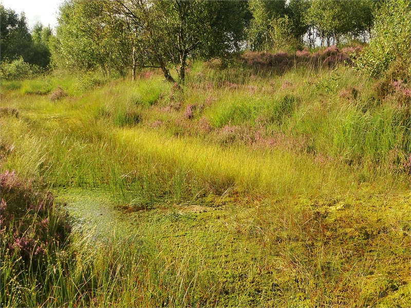 Naturschutzgebiet Ewiges Meer, © Michael Steven