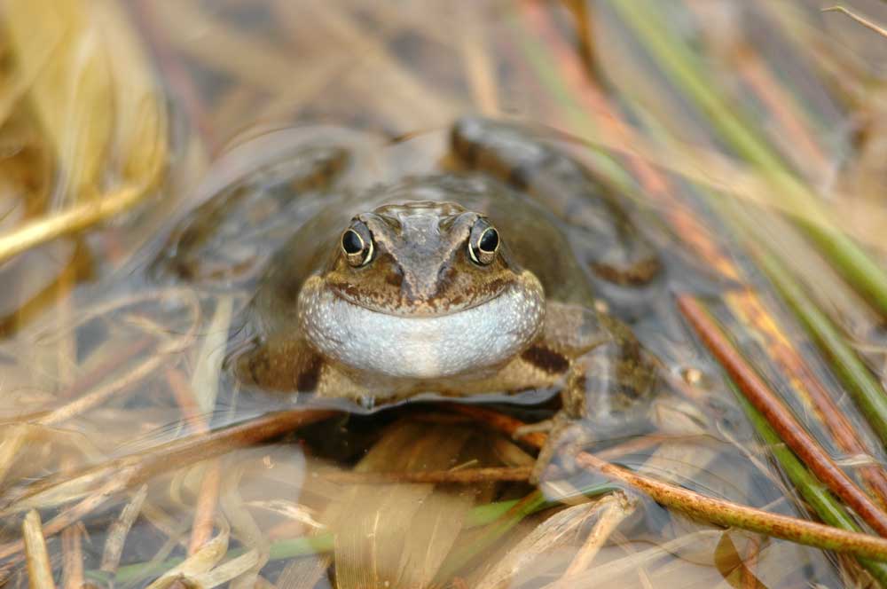 Zusammen mit Heuschrecken, Mäusen und Regenwürmern stellen Amphibien eine wichtige Nahrungsquelle. Foto: M. Steven