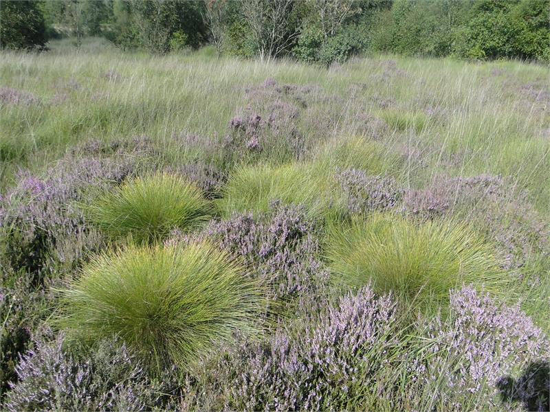 Die Rasenbinse gehört zu den gefährdeten Arten, im Gebiet vorkommen.  © Michael Steven