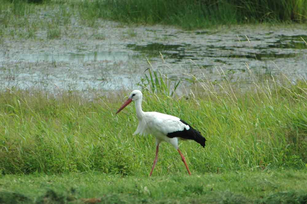 Der Weißstorch zählt zu den Vogelarten, die durch die Ausweisung des Vogelschutzgebiets "Ostfriesische Meere" geschützt werden sollen. Foto: M. Steven