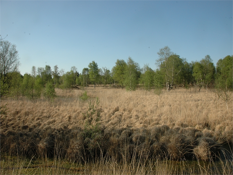 FFH-Gebiet Kollrunger Moor und Klinge, © Michael Steven