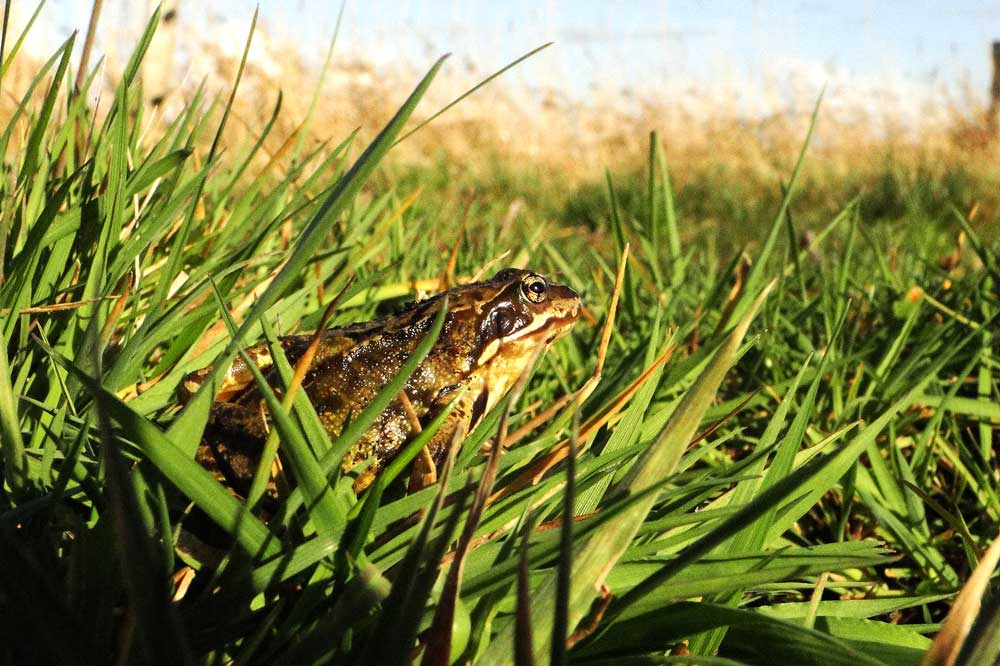 Wenn wieder mehr geeignete Laichgewässer vorhanden wären, würde der Grasfrosch sicher wieder zuversichtlicher in die Welt schauen. Foto: M. Steven