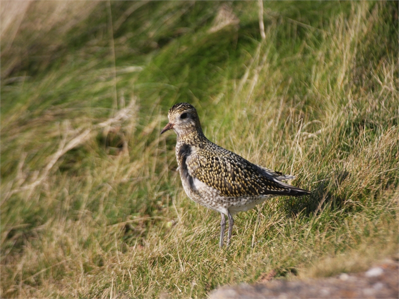 Altes Dauergrünland in den weiten offenen Landschaften Ostfriesland nutzt der Goldregenpfeifer bevorzugt zur Rast, © NABU-Fotolub, Sven Baumung